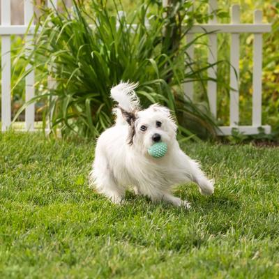 Show full view: Chew King by Mammoth Collection Fetch Ball Tough Dental Dog Chew Toy, Green slide 4 of 9