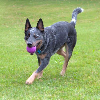 Show full view: Chew King by Mammoth Dog Fetch Ball Extremely Durable Natural Rubber Tough Dog Chew Toy, Blue, 4-in slide 2 of 7