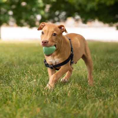 Show full view: Chew King by Mammoth Collection Teether Ball Tough Dental Dog Chew Toy, Green slide 4 of 7