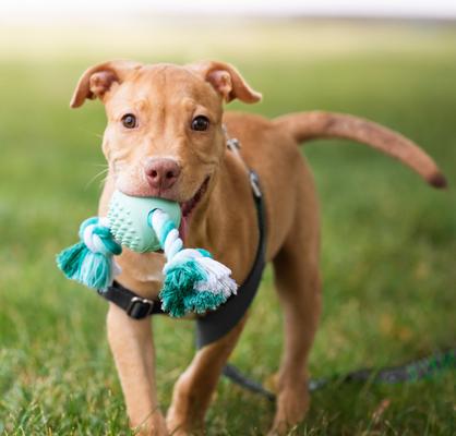 Show full view: Chew King by Mammoth Collection Ball Rope Tough Dental Dog Chew Toy, Green slide 3 of 6