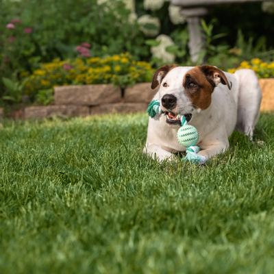 Show full view: Chew King by Mammoth Collection Ball Rope Tough Dental Dog Chew Toy, Green slide 2 of 6