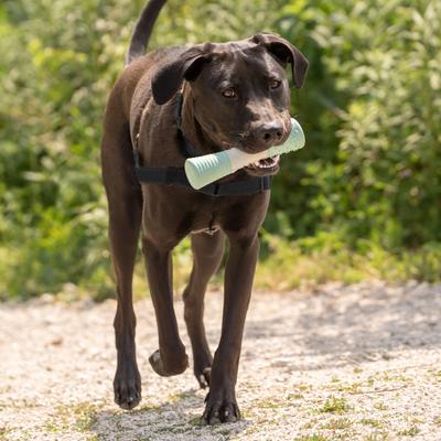 Show full view: Chew King by Mammoth Collection Stick Tough Dental Dog Chew Toy, Green slide 5 of 7