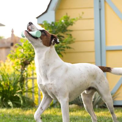 Show full view: Chew King by Mammoth Collection Stick Tough Dental Dog Chew Toy, Green slide 4 of 7