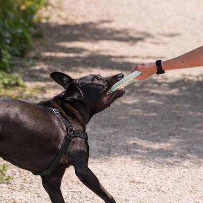 Show full view: Chew King by Mammoth Collection Ring Tough Dental Dog Chew Toy, Green slide 5 of 7