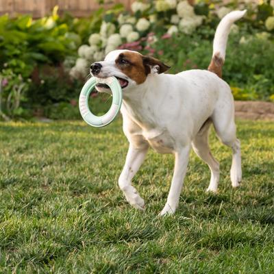 Show full view: Chew King by Mammoth Collection Ring Tough Dental Dog Chew Toy, Green slide 3 of 7