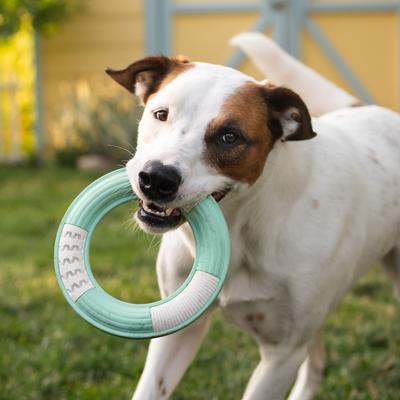 Show full view: Chew King by Mammoth Collection Ring Tough Dental Dog Chew Toy, Green slide 4 of 7