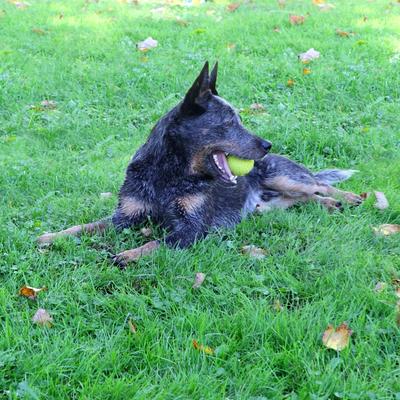 Show full view: Chew King by Mammoth Collection Supreme Tough Ball Dog Toy, Green, 3-in, 4 count slide 3 of 6