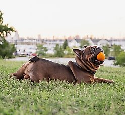 Chew King by Mammoth Bacon Flavor Rubber Ball Tough Dog Chew Toy, Orange, 2 count, 2.5-in slide 2 of 6