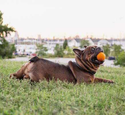 Show full view: Chew King by Mammoth Bacon Flavor Rubber Ball Tough Dog Chew Toy, Orange, 2 count, 2.5-in slide 3 of 8