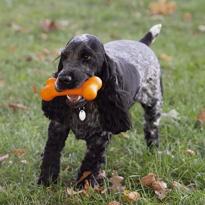 Show full view: Chew King by Mammoth Bacon Flavor Rubber Bone Tough Dog Chew Toy, Orange slide 3 of 6