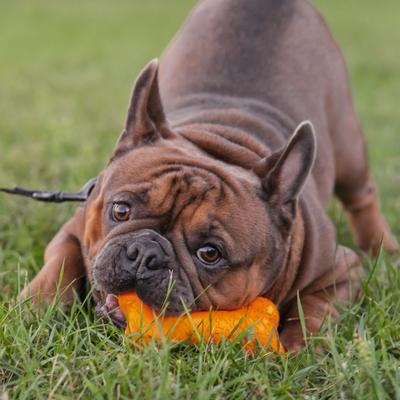 Show full view: Chew King by Mammoth Bacon Flavor Rubber Bone Tough Dog Chew Toy, Orange slide 2 of 6