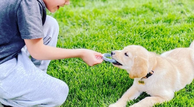 Sweet Paws Wearable Puppy Teether Stack Party of 4