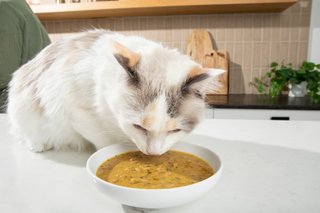 Culinary, for cats