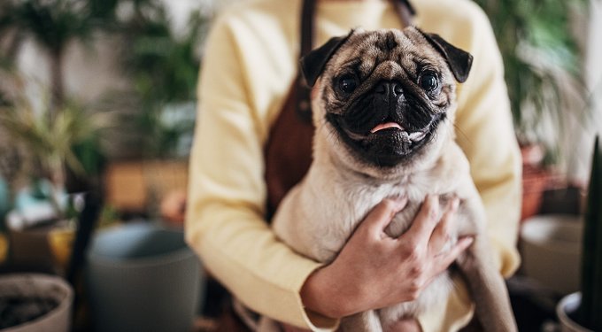 Merrick Lil' Plates Grain-Free Small Breed Wet Dog Food Pint-Sized Puppy Plate