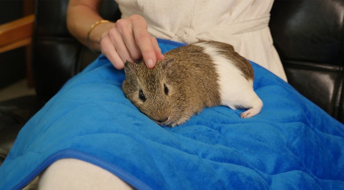 Paw Inspired Fleece Cage Liner Small Pet Pee Pads & Bedding, 12x12-in, 3 count