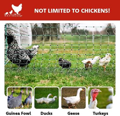 Show full view: RentACoop Electric Netting Poultry Fence, 168-ft x 48-in roll slide 8 of 8