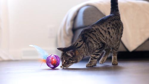 Show full view: Catstages by Nina Ottosson Purrfect Bitez Real Chicken Flavor Natural Crunchy Cat Treats, 4-oz bag slide 10 of 12