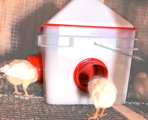 Show full view: RentACoop Chick2Chicken BPA-Free 4-Port Feeder, 10-lb slide 5 of 7