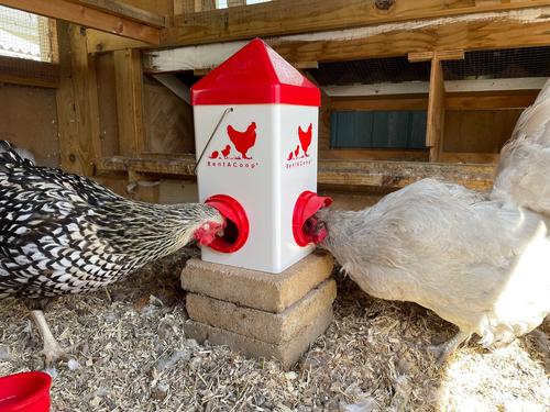 Show full view: RentACoop Chick2Chicken Feeder, 5-lb slide 6 of 7