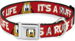 Buckle-Down Disney Pluto 2 Pose Its A Ruff Life Metal Seatbelt Buckle Polyster Dog Collar, Red, Medium: 11 to 16.5-in neck, 1-in wide