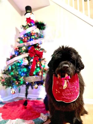 Show full view: Redbarn Holiday Fetchers Candy Cane Dog Treat slide 5 of 9