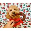 Redbarn Holiday Fetchers Candy Cane Dog Treat