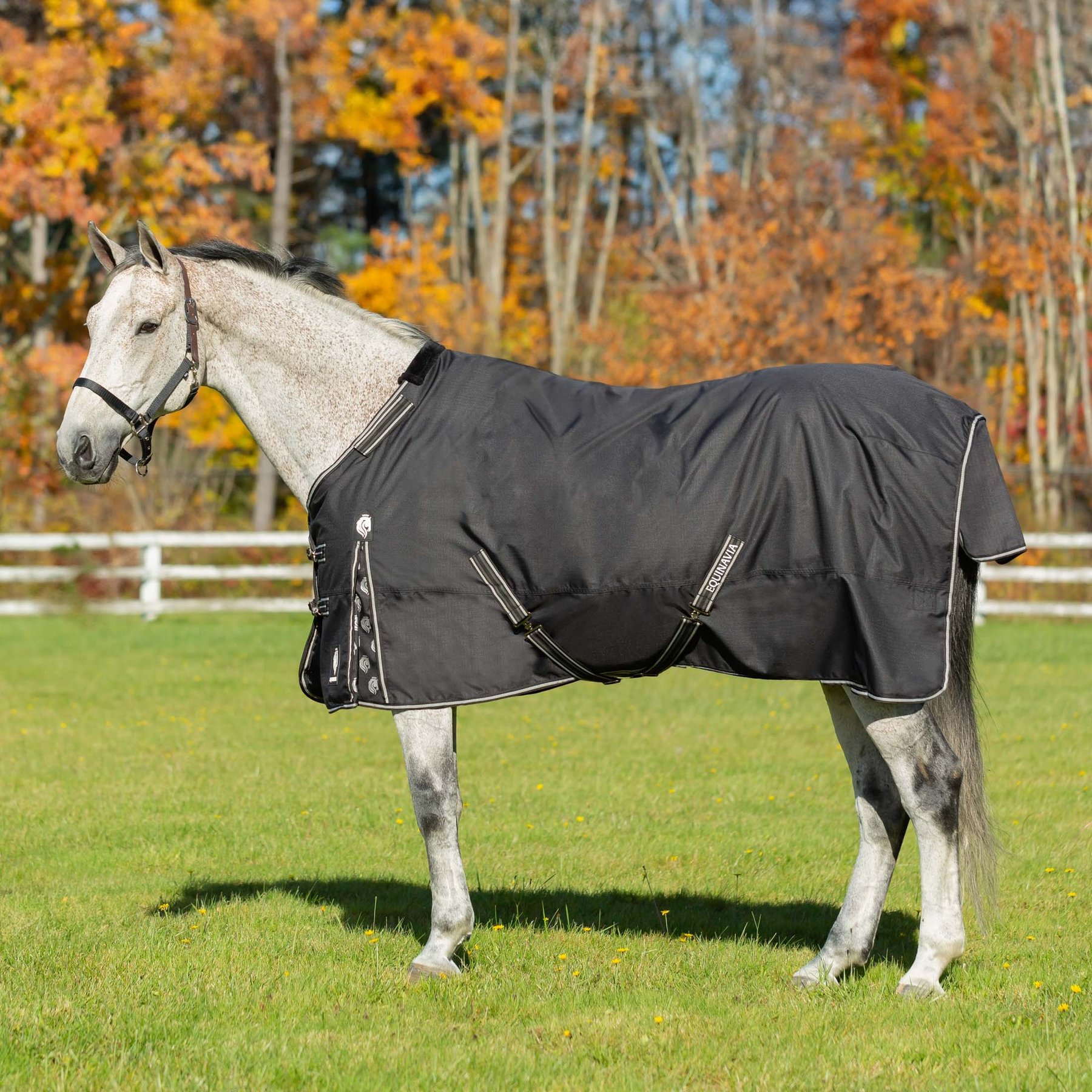 Equinavia Norse Heavyweight 300-g Horse Turnout Blanket, Black, 84-in