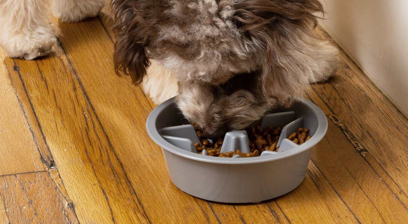 Image showcasing Out of Stock - LEASH BOSS Raised Pet Feeders Slow Feed Dog Bowl, 4-cup ...