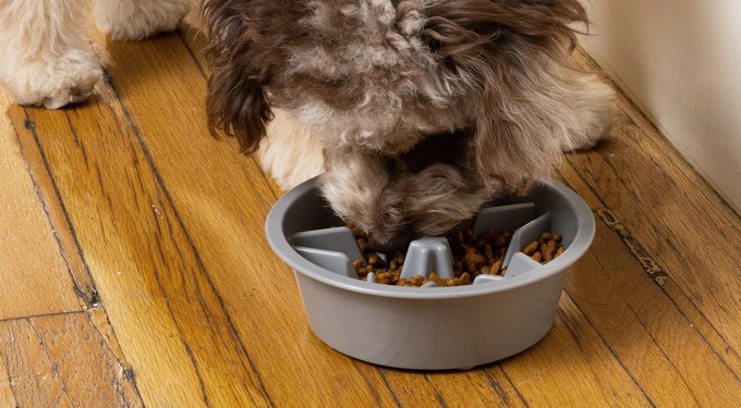 Leash Boss Raised Pet Feeders Slow Feed Dog Bowl