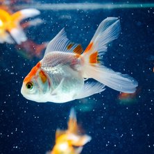 Goldfish
