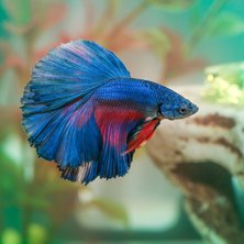 Betta