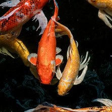 Koi & Pond