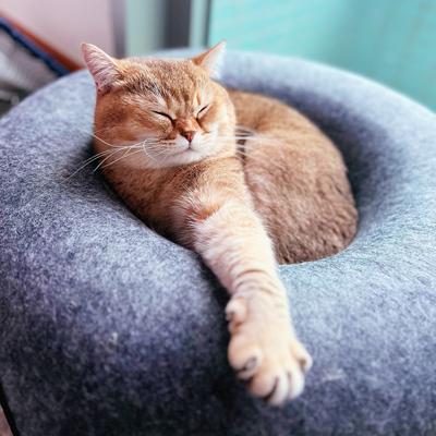 Show full view: Travel Cat Donut Cat Hideaway Cave & Scratcher Cat Bed, Grey slide 8 of 11