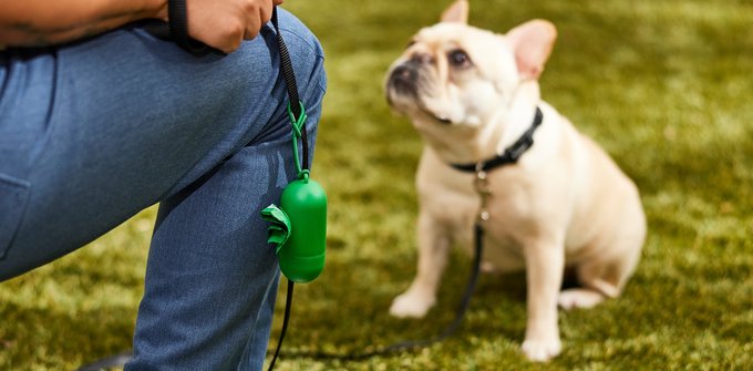 Frisco Medium Dog Training & Potty Pads