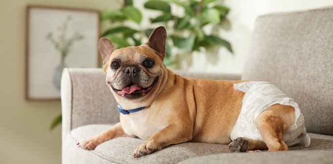 Frisco Medium Dog Training & Potty Pads