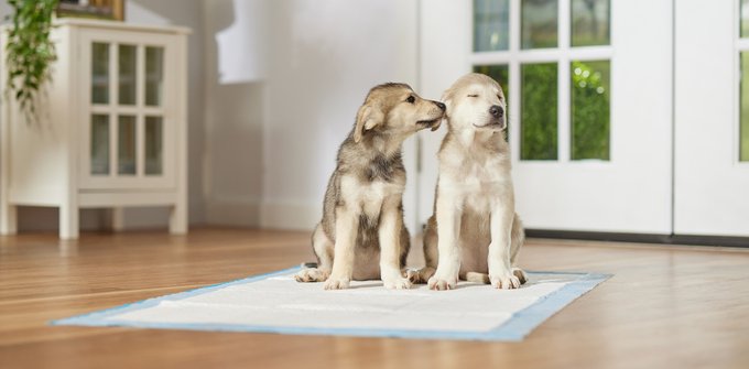 Frisco Medium Dog Training & Potty Pads