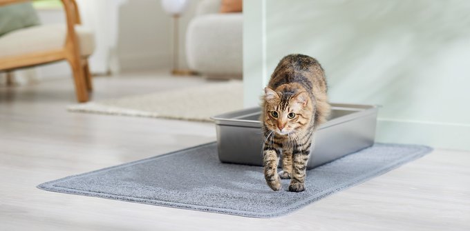 Frisco Multi-Cat Unscented Clumping Clay Cat Litter