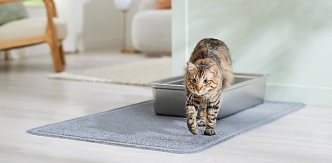 Frisco Multi-Cat Unscented Clumping Clay Cat Litter