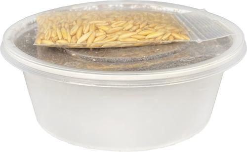 Show full view: Multipet Catnip Garden Grass Kit Cat Toy, White slide 3 of 4