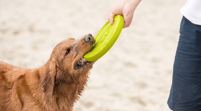 West Paw Zogoflex Toppl Tough Treat Dispensing Dog Chew Toy