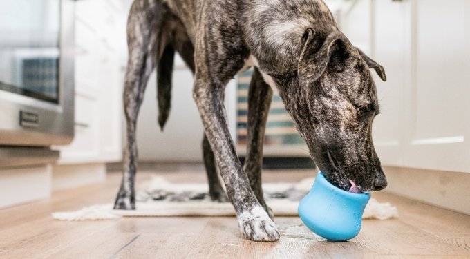 West Paw Zogoflex Hurley Tough Dog Chew Toy