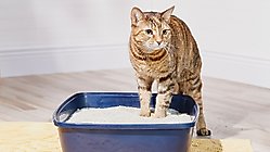 cat in litter box
