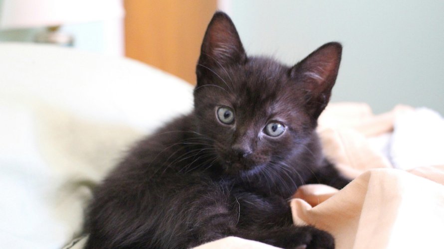 REVOLUTION PLUS FOR DOGS CHEWY visual data 4