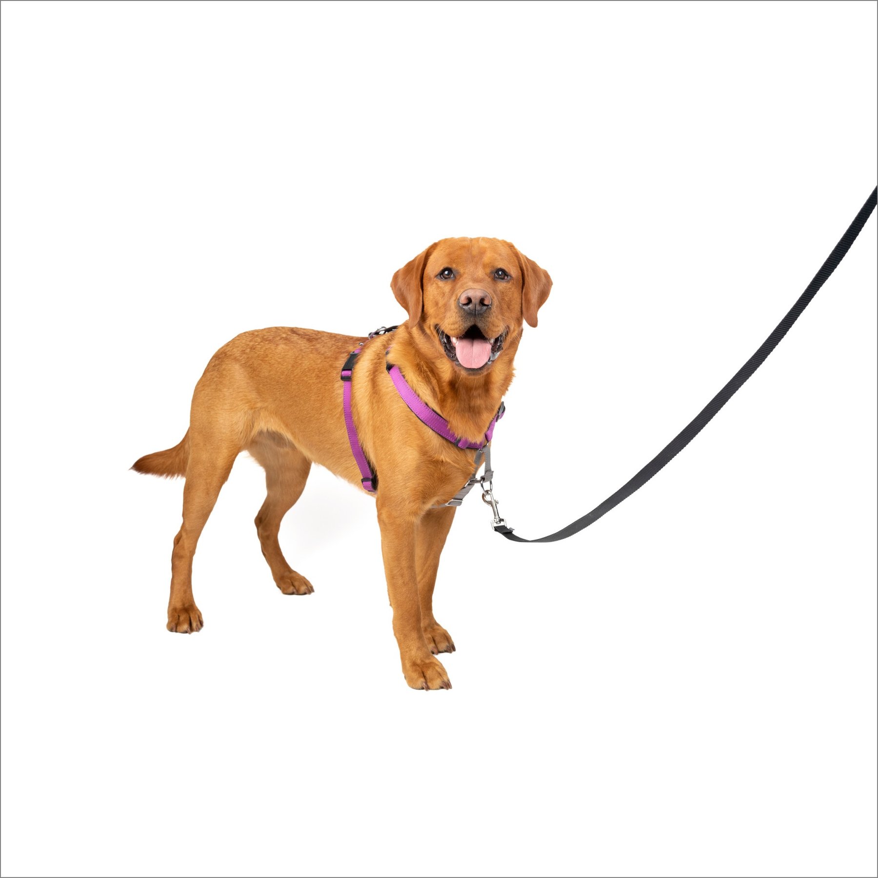 PetSafe 3-in-1 Reflective Dog Harness with Car Control Strap, Plum, Large: 29.5 to 42.5-in chest