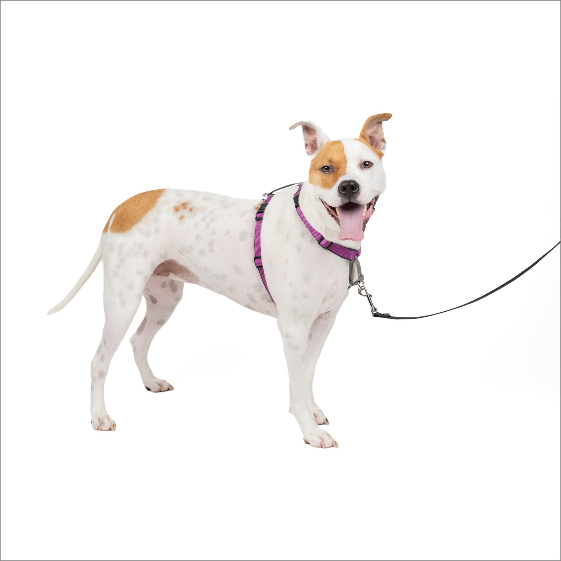 PetSafe 3-in-1 Reflective Dog Harness with Car Control Strap, Plum, Medium: 24 to 34-in chest