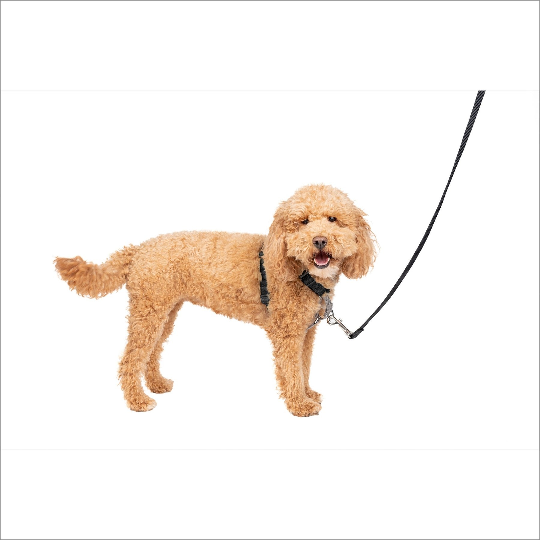 PetSafe 3-in-1 Reflective Dog Harness with Car Control Strap, Black, Small: 19 to 24-in chest