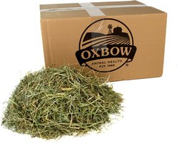Oxbow Orchard Grass Hay Small Animal Food, 20-lb bag