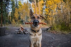 Bully Sticks Braided 12" Dog Treats, 2 count slide 2 of 4
