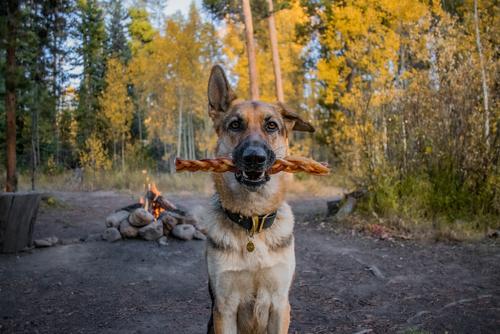 Show full view: Redbarn Naturals Braided Bully Sticks 12" Dog Treats, 2 count slide 5 of 10