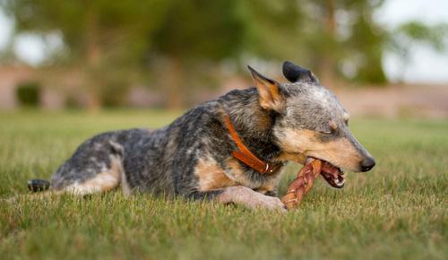 Show full view: Bully Sticks Braided 12" Dog Treats, 2 count slide 4 of 6
